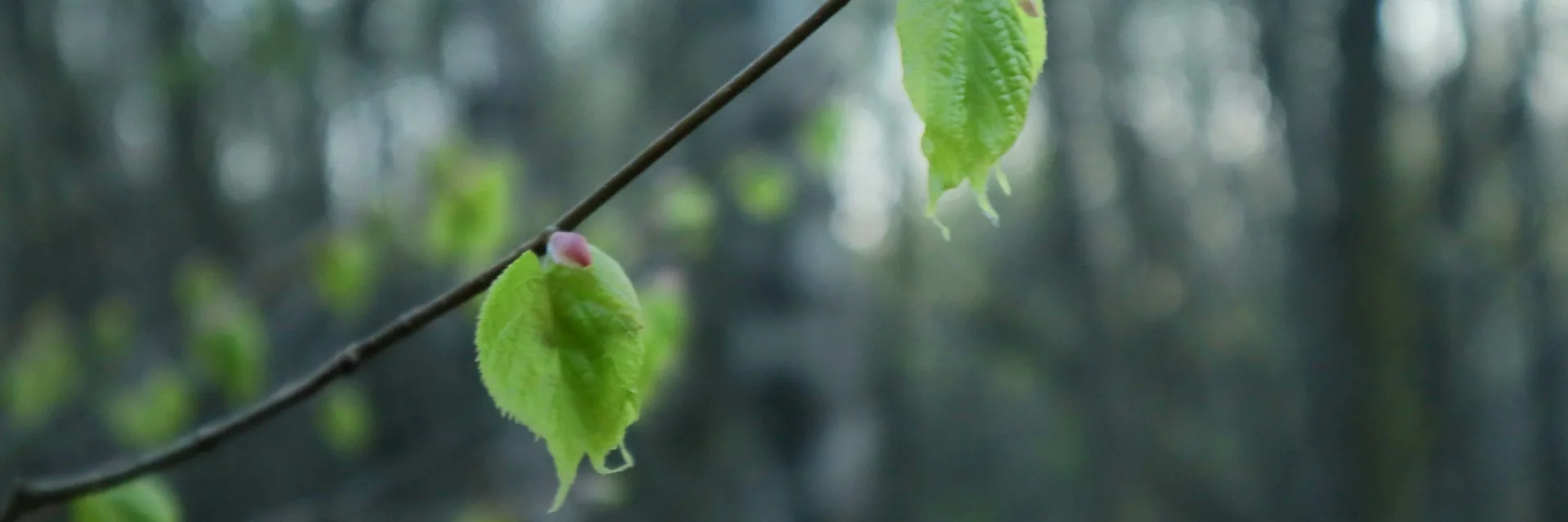 New green leaves on a branch against a softly blurred woodland